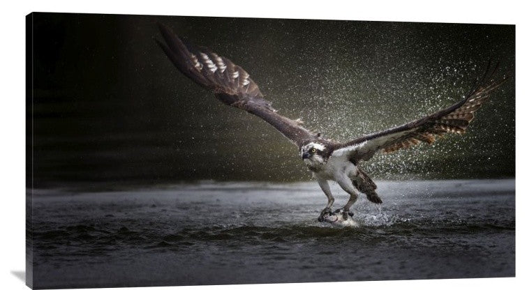 "Deadly Catch" Stretched Canvas Giclee by Phillip Chang, 40x22"