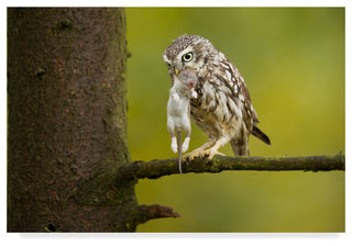 Milan Zygmunt 'Little Owl' Canvas Art, 24"x16"