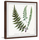 "Indian Ferns" Framed Painting Print, 24"x24"