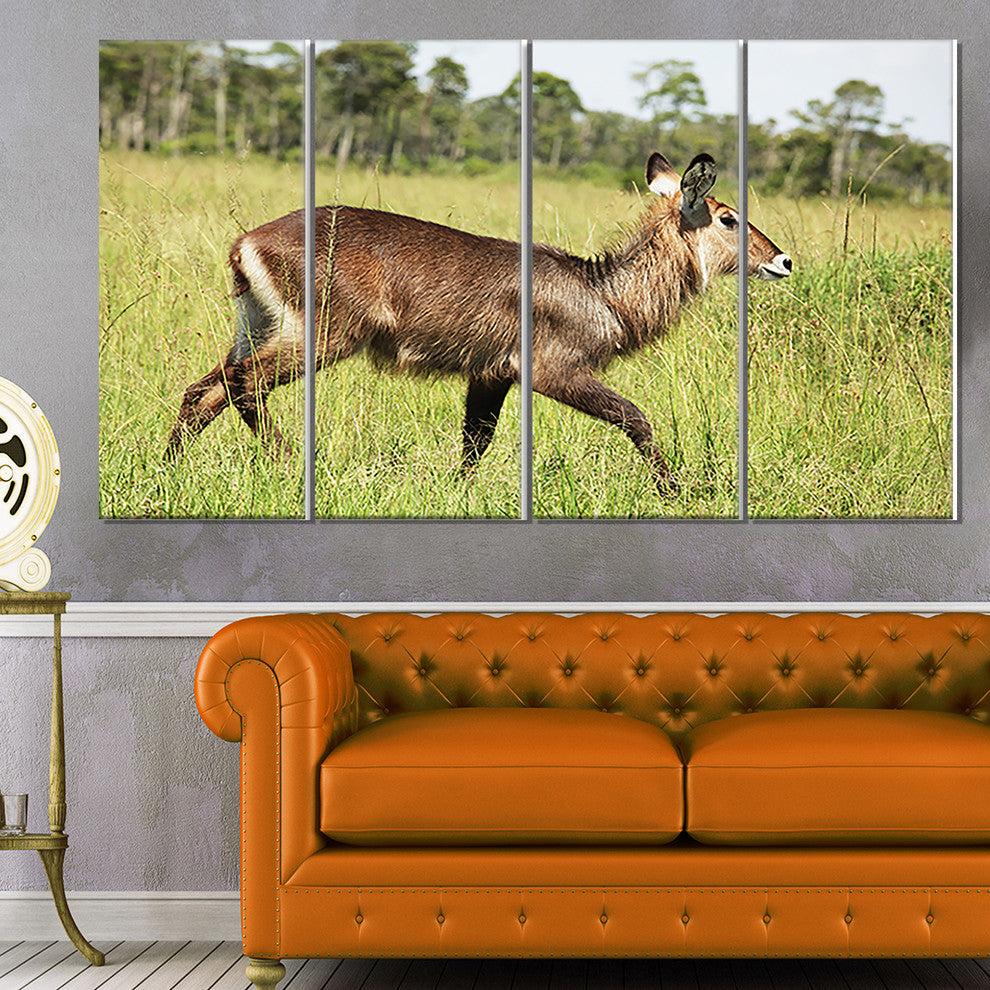 Waterbuck Antelope in Green Grass, African Canvas Print, 48"x28", 4 Panels
