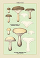 Edible Fungi: Clouded Clitocybe - Canvas Poster 20" x 30"