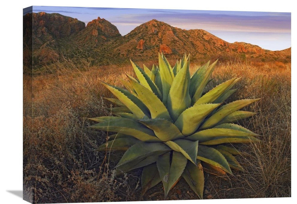 "Agave Plants And Chisos Mountains, Big Bend National Park, Texas" Artwork