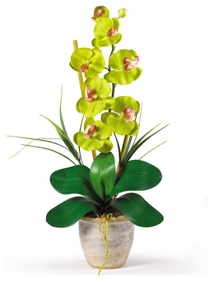 Single Stem Phalaenopsis Silk Orchid Arrangement, Green