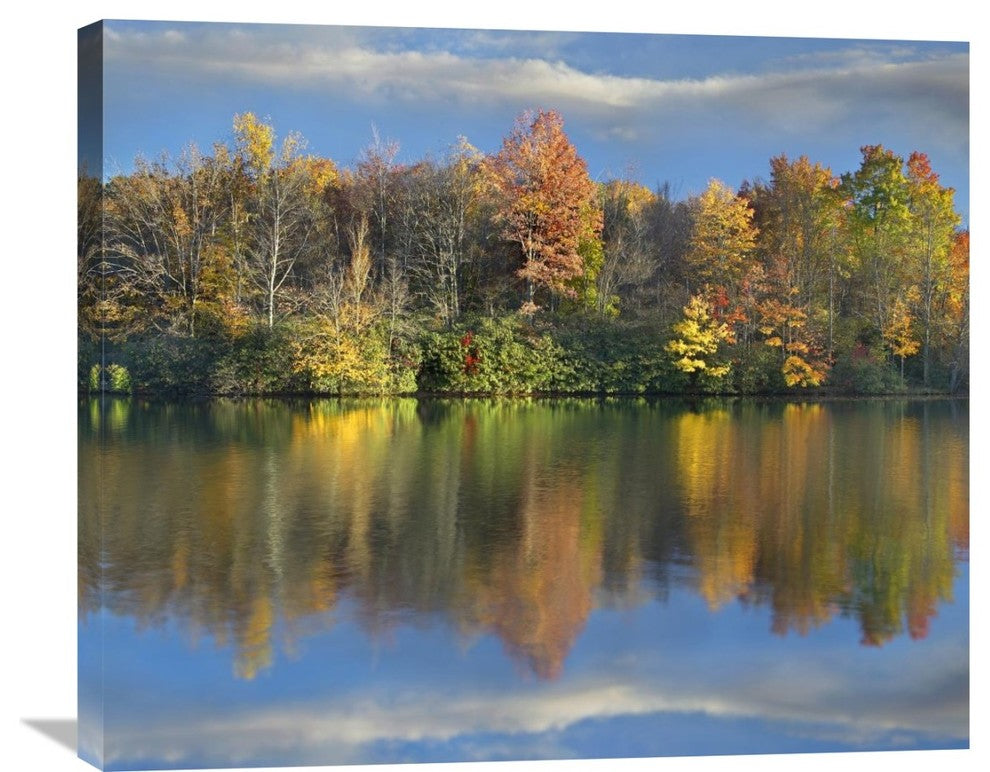 "Deciduous Forest Along Price Lake, Blue Ridge Parkway, North Carolina" Artwork