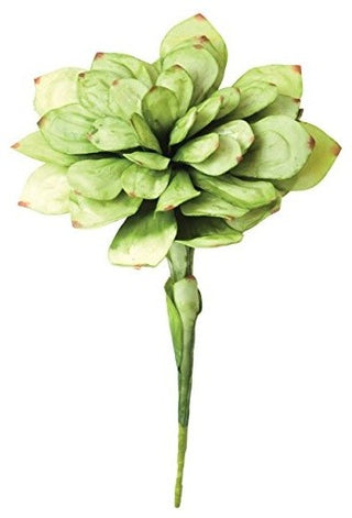 BOTANICA #43