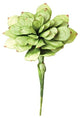 BOTANICA #43