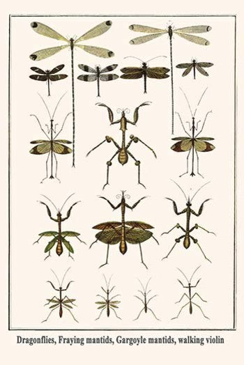 Dragonflies, Fraying Mantids, Gargoyle Mantids, Walking Violin