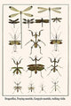Dragonflies, Fraying Mantids, Gargoyle Mantids, Walking Violin
