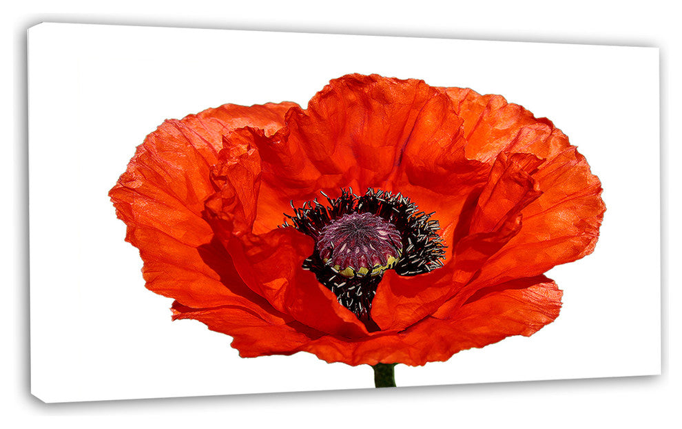 Red Poppy Blossom Close Up, Floral Canvas Art Print, 32"x16"