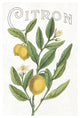 "Classic Citrus V v2" Digital Paper Print by Sue Schlabach, 34"x50"