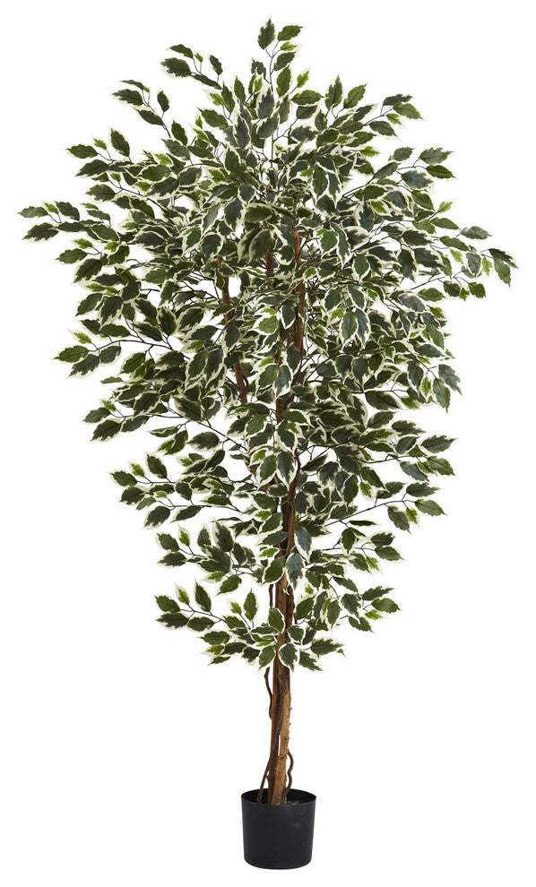 6' Hawaiian Ficus Tree, White and Green