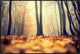 45x30 Misty Forest V, Framed Artwork, Espresso