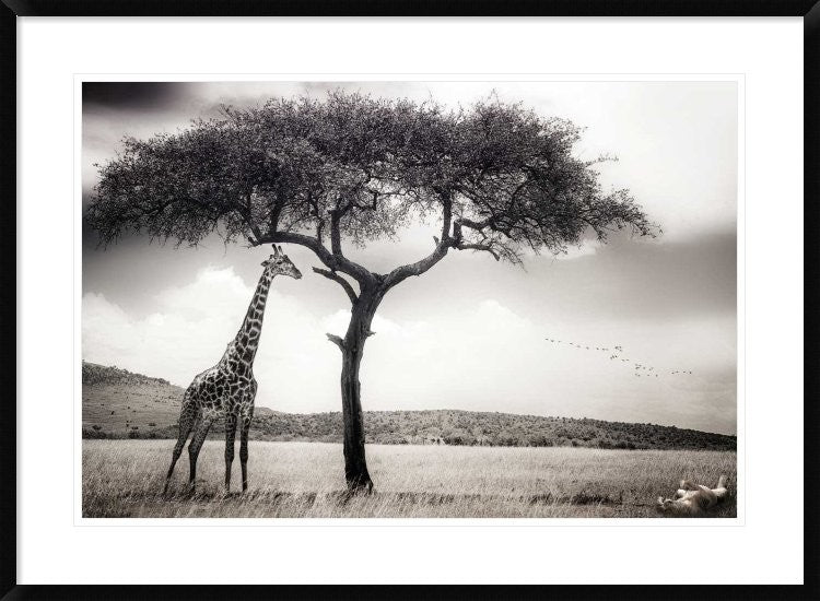 "Under The African Sun" Framed Digital Print by Piet Flour, 38"x28"