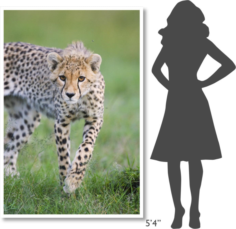 "Cheetah 6 month old cub, Masai Mara National Reserve, Kenya" Paper Art, 42"x62"