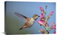 "Rufous Hummingbird Juvenile Feeding On Flowers, New Mexico" Artwork, 24" x 16"