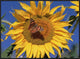 "Painted Lady butterfly on sunflower, New Mexico"  by Tim Fitzharris, 33x25"