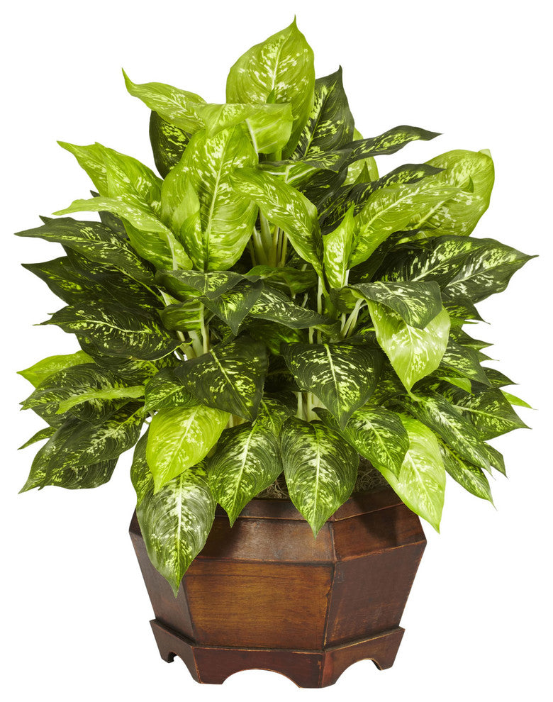 Variegated Dieffenbachia With Large Hexagon Silk Plant