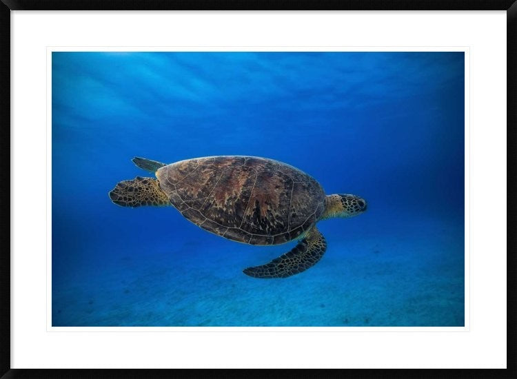 "Green Turtle In The Blue" Framed Digital Print by Barathieu Gabriel, 38"x28"
