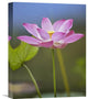 "Sacred Lotus flower, native to Asia" Canvas Giclee by Tim Fitzharris, 12"x16"