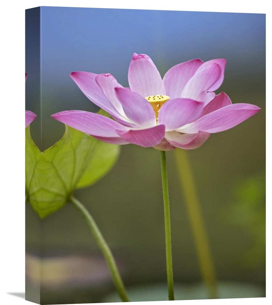 "Sacred Lotus flower, native to Asia" Canvas Giclee by Tim Fitzharris, 12"x16"