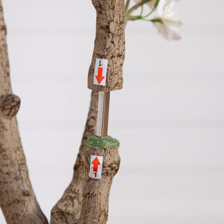 Full tree with pot on white background; full product view.