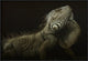 "Iguana Profile" Framed Canvas Giclee by Aleksandar Milosavljevic, 37x25"