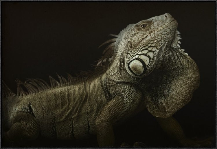 "Iguana Profile" Framed Canvas Giclee by Aleksandar Milosavljevic, 37x25"