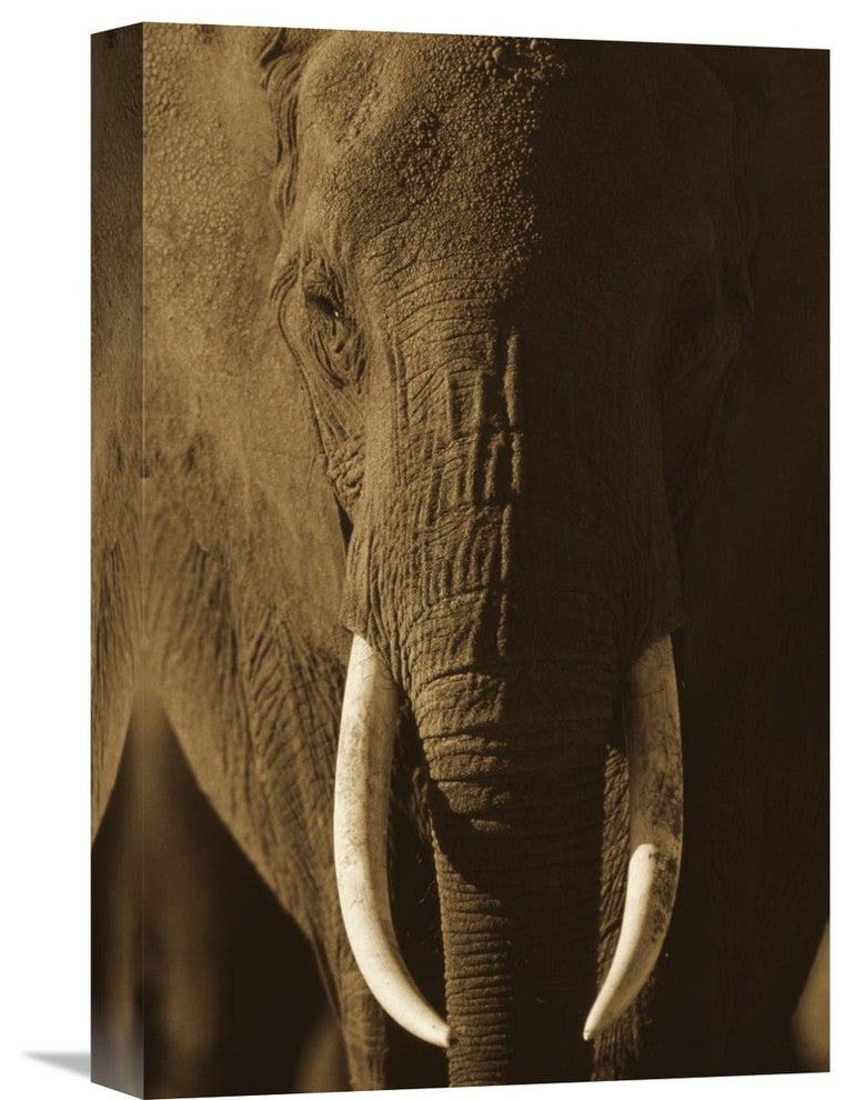 "African Elephant Male Portrait With Long Tusks, Kenya" Artwork, 12" x 18"