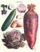 Vegetables; Raddish, Cabbage, Potato, and Cucumber- Gallery Wrapped Canvas Art