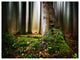 Green Forest on Snowy Morning, Landscape Canvas Art Print, 40"x30"