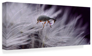 Thierry Dufour 'Arsane Lupine Gentleman Burglar' Canvas Art, 47"x20"