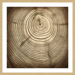 "Rings of Age" Framed Art Print