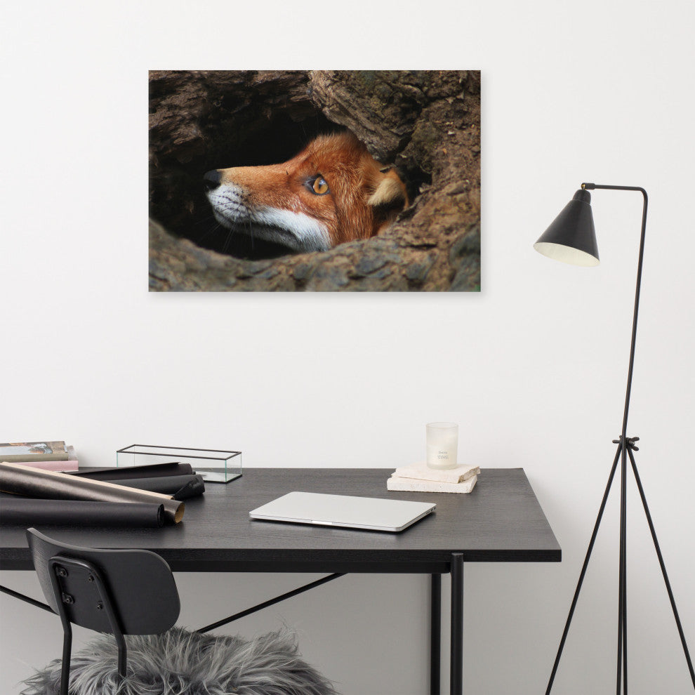 Red Fox Face in Stump Animal Wildlife Nature Photograph Canvas Wall Art Prints, 24" X 36"