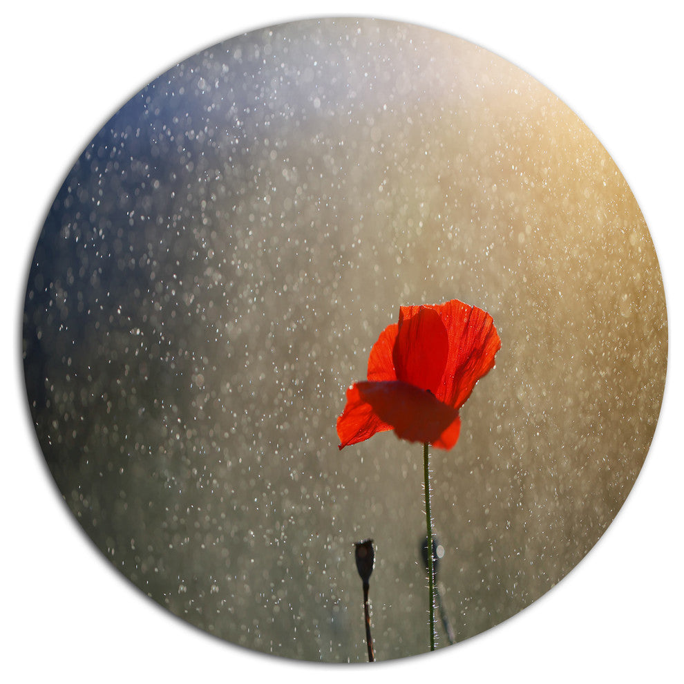 Lone Red Puppy Flower Under Lights, Flowers Round Metal Wall Art, 23"