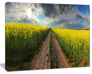 Sunset over Canola Panorama, Landscape Canvas Art Print, 20"x12"