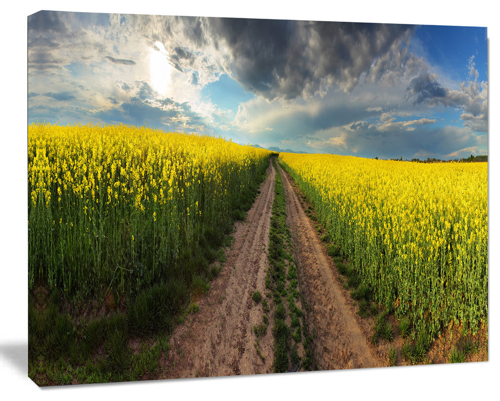 Sunset over Canola Panorama, Landscape Canvas Art Print, 20"x12"