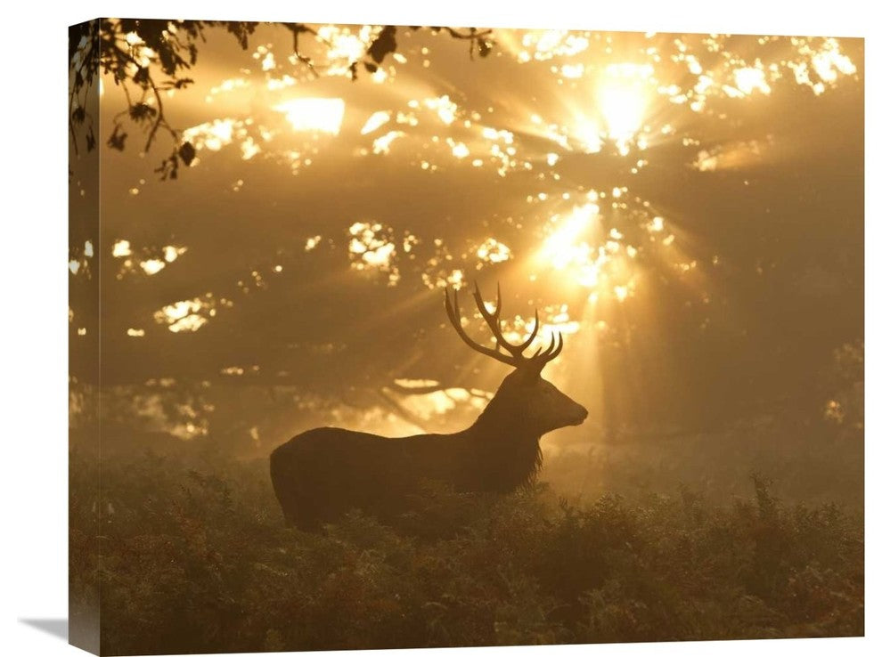 "Ghost Of The Forest" Stretched Canvas Giclee by Greg Morgan, 22"x18"