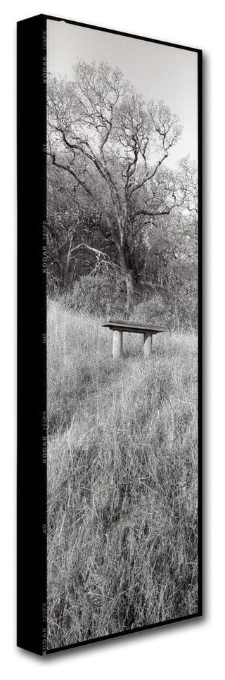 Alan Blaustein 'Novato Oak' Canvas Art, 6x19
