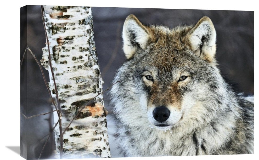 "Gray Wolf portrait, Norway" Stretched Canvas Giclee by Jasper Doest, 30"x20"