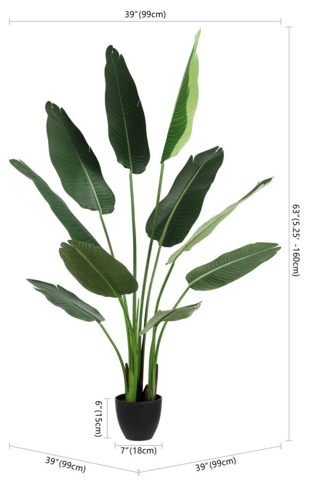 White background close-up of leaves; cropped view without text or diagrams.