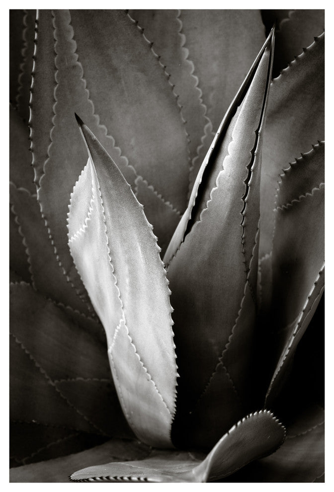 AGAVE #6, Black and White, 30x45