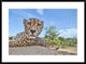 "Hungry Cheetah" Framed Digital Print by Alessandro Catta, 38"x28"