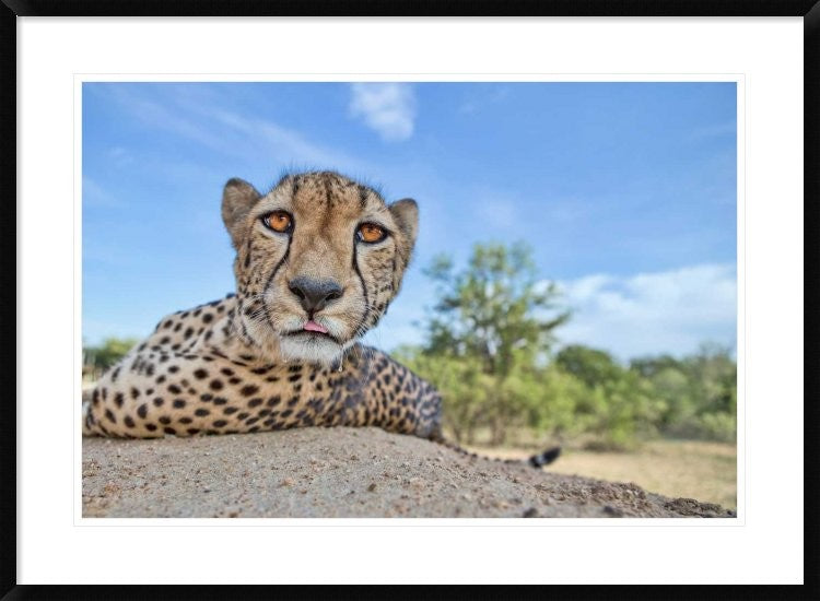 "Hungry Cheetah" Framed Digital Print by Alessandro Catta, 38"x28"