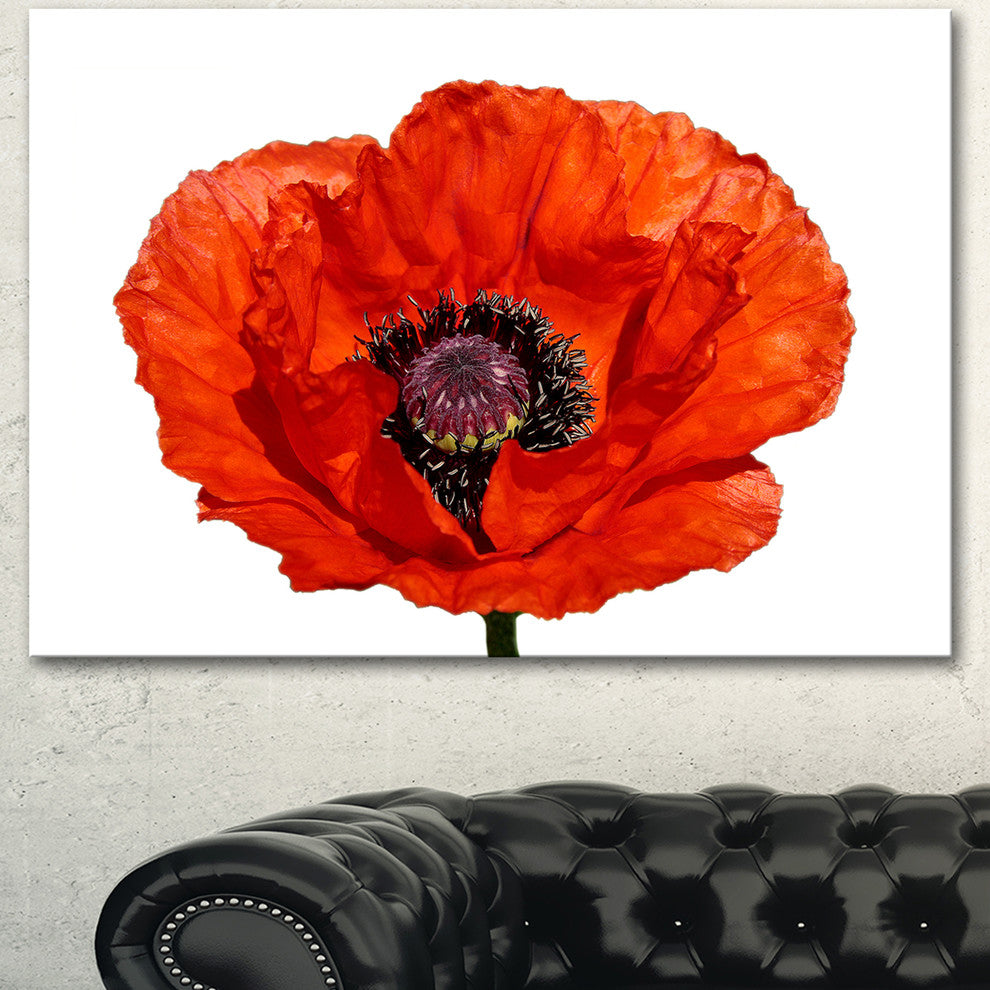 Red Poppy Blossom Close Up, Floral Canvas Art Print, 40"x30"
