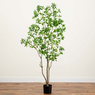 Full plant visible on white background (alternate_white_full).