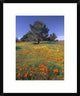 California Poppy And Eriophyllum Field, Antelope Valley, California, 18"x22"