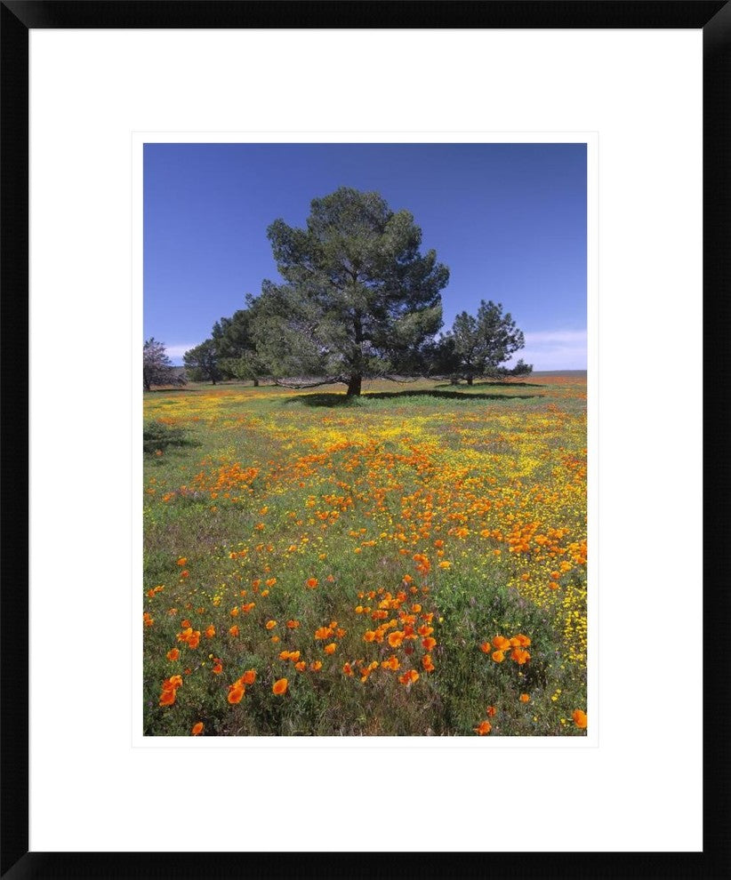 California Poppy And Eriophyllum Field, Antelope Valley, California, 18"x22"