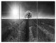 Beautiful Black White Lavender Field, Landscape Canvas Art, 36x28, 3 Panels