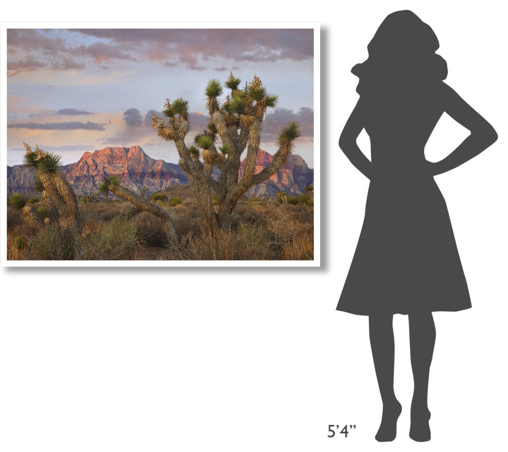 "Joshua Tree, Spring Mountains, Red Rock Canyon Conservation" Paper Art, 50"x38"