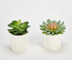 9" Artificial Succulent In White Ceramic Pot, Set Of 2